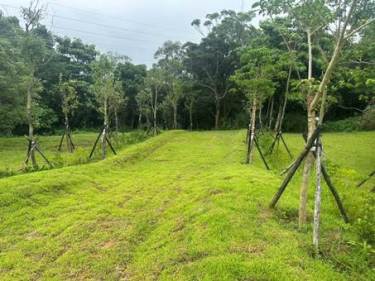 銅鑼科學園區石虎生態廊道工程 